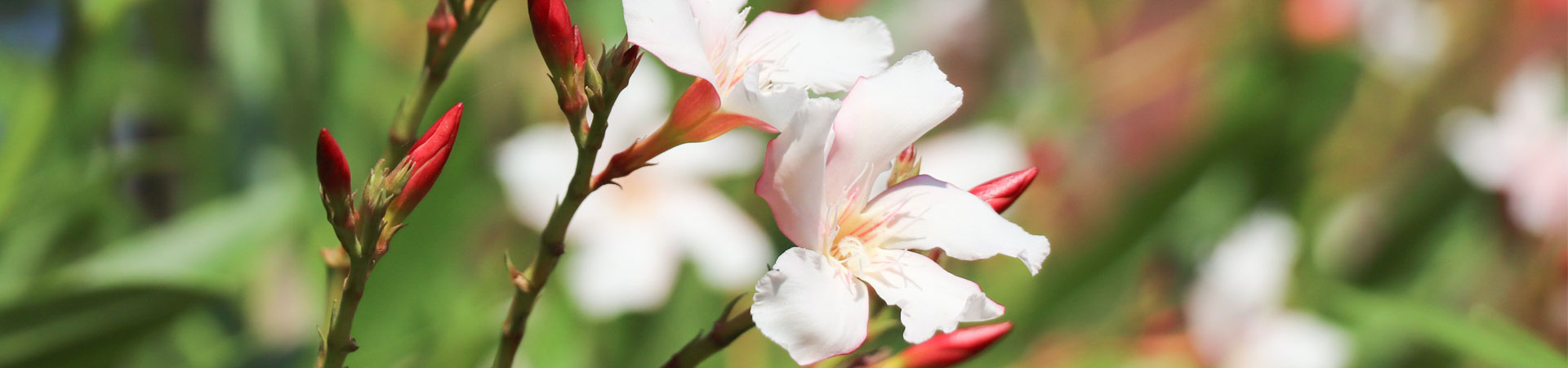 122cc太阳集成游戏